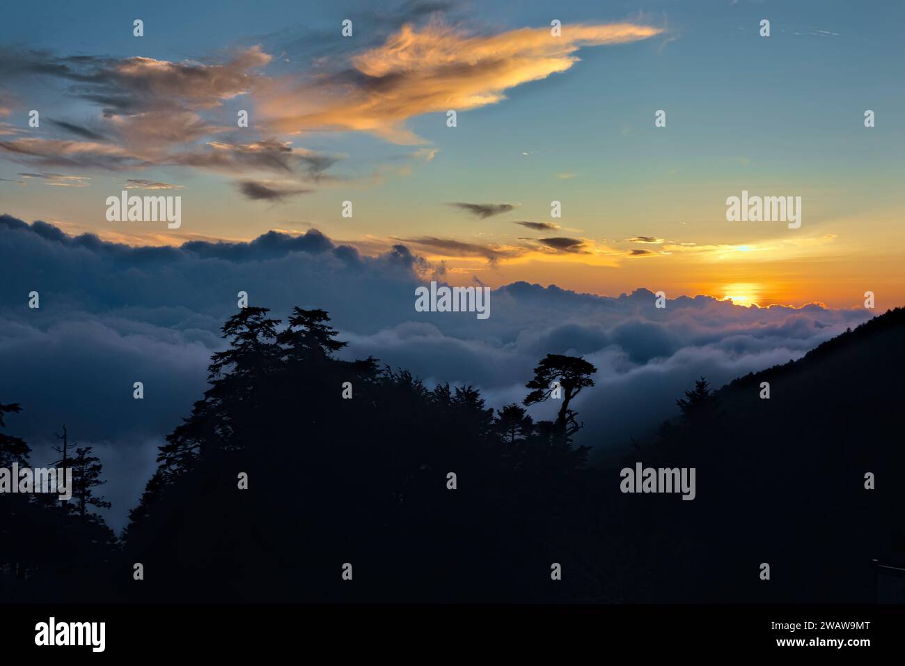Mare di nuvole e albero di cicuta cinese al tramonto, Tianchi Lodge, Nantou, Taiwan Foto Stock