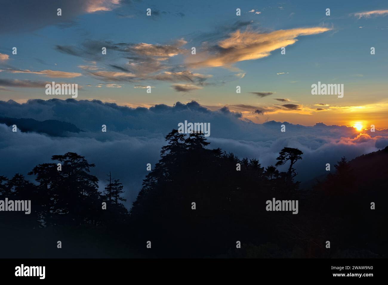 Mare di nuvole e albero di cicuta cinese al tramonto, Tianchi Lodge, Nantou, Taiwan Foto Stock