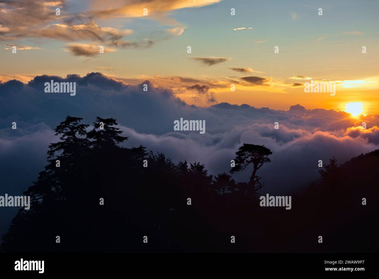Mare di nuvole e albero di cicuta cinese al tramonto, Tianchi Lodge, Nantou, Taiwan Foto Stock