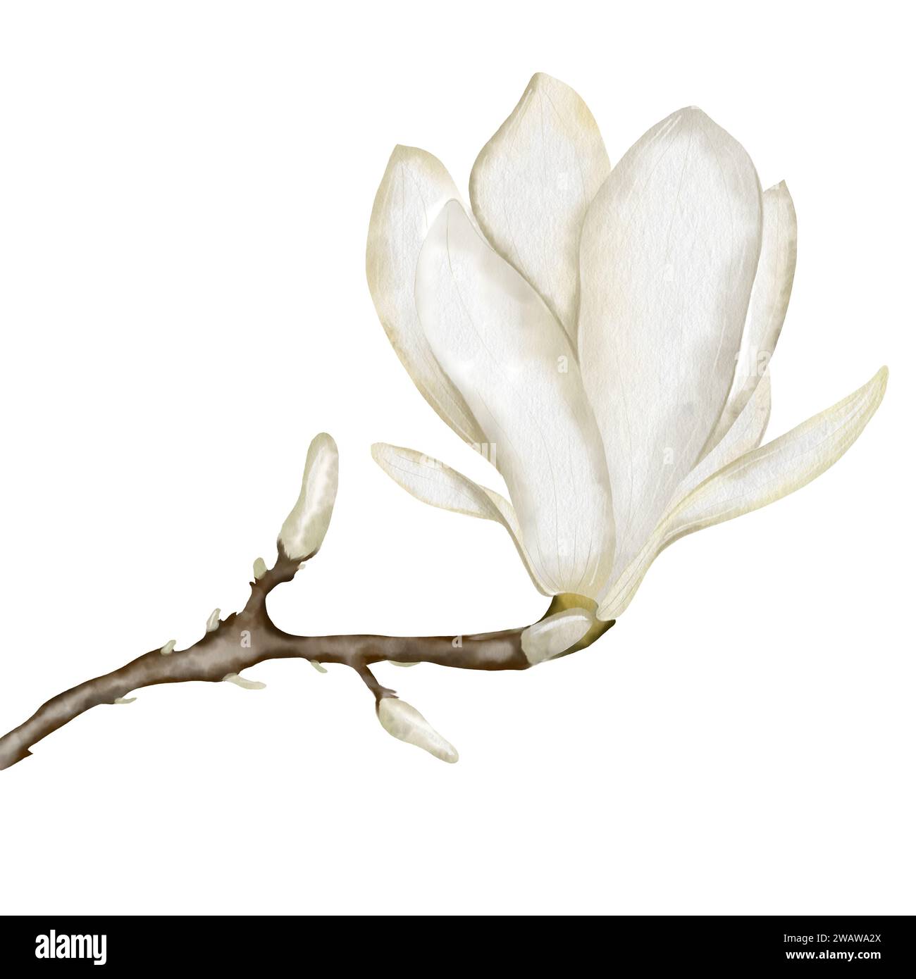 Isola bianca del fiore di magnolia ad acquerello su sfondo bianco. Illustrazione dipinta a mano della fioritura. Disegno per inviti o biglietti di nozze. Foto Stock