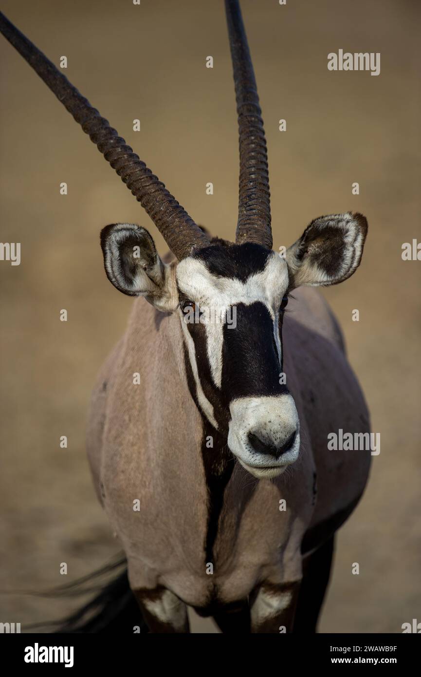 Gemsbok (Oryx gazella) Parco transfrontaliero di Kgalagadi, Sudafrica Foto Stock