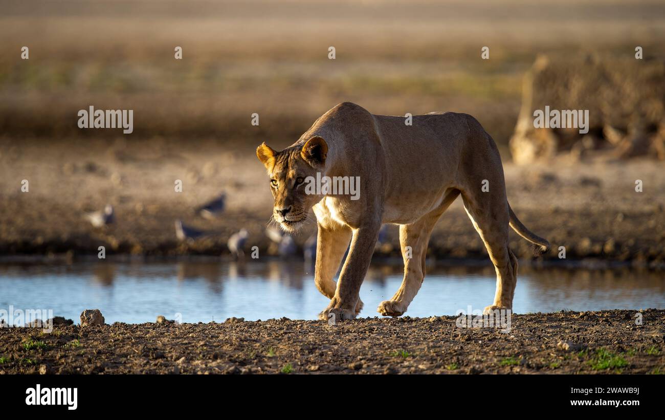 Leone (Panthera leo) Kgalagadi Parco transfrontaliero, Sudafrica Foto Stock