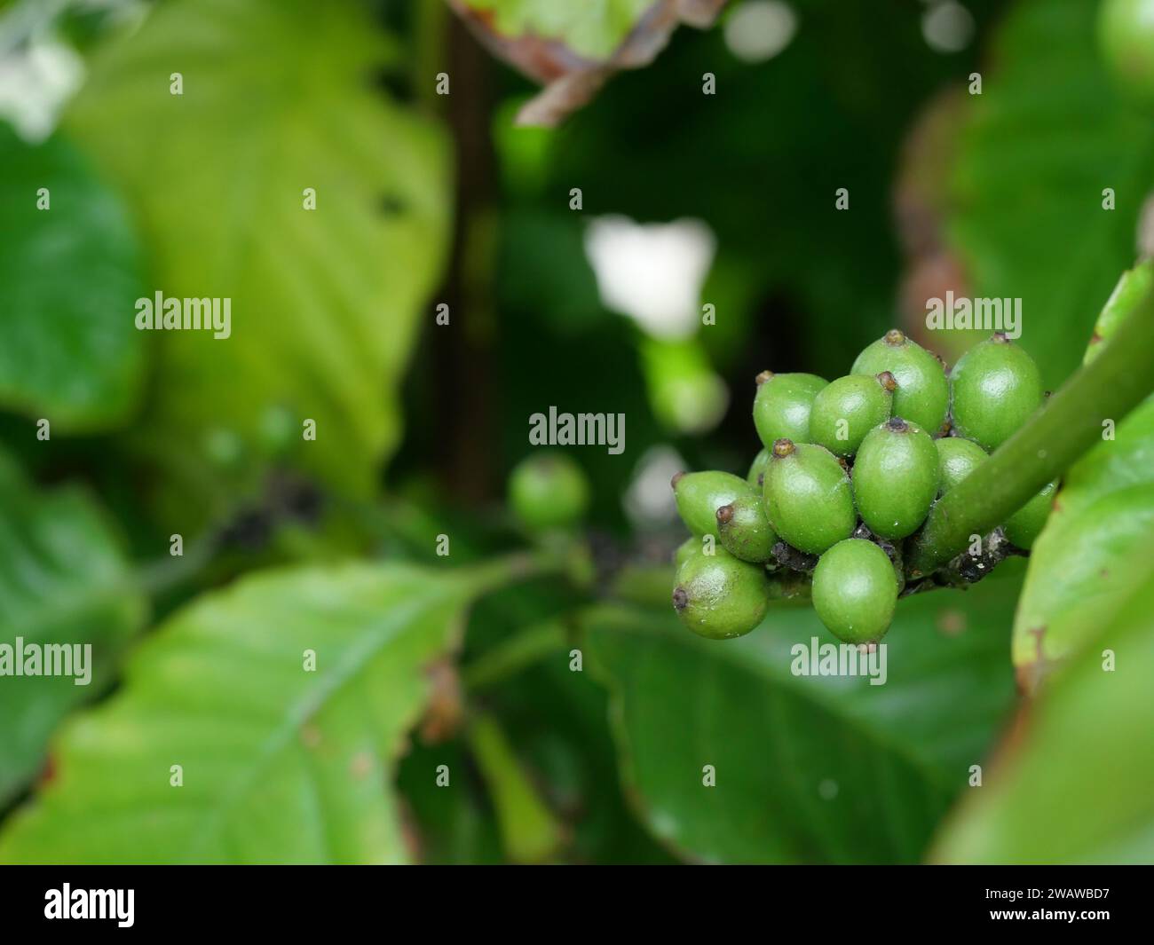 Chicchi di ciliegia di caffè crudi e maturi di colore verde sulla piantagione di alberi in Thailandia Foto Stock