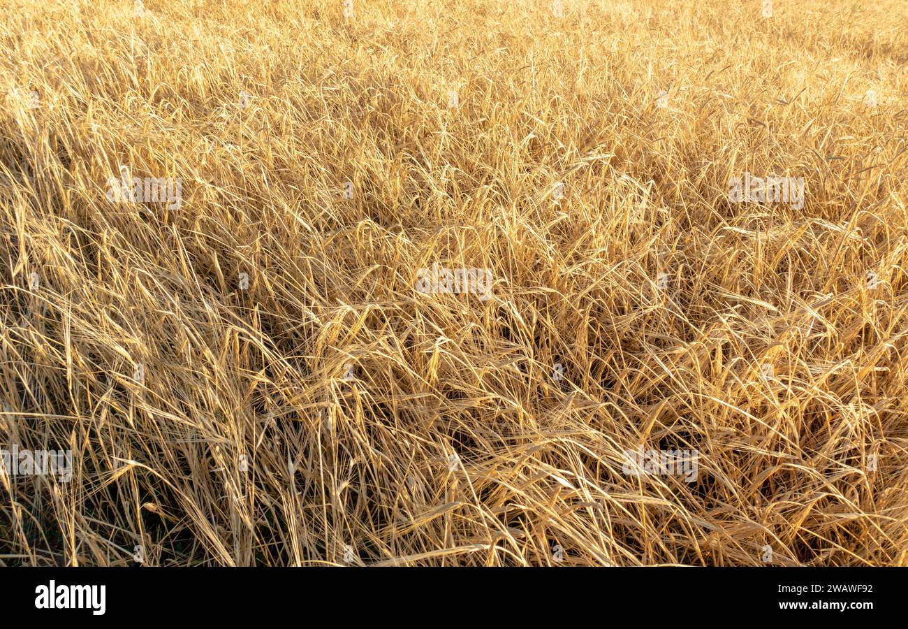 Orecchie di grano sullo sfondo dell'anno. Campi di grano, congelamento. Kirghizistan. Foto Stock