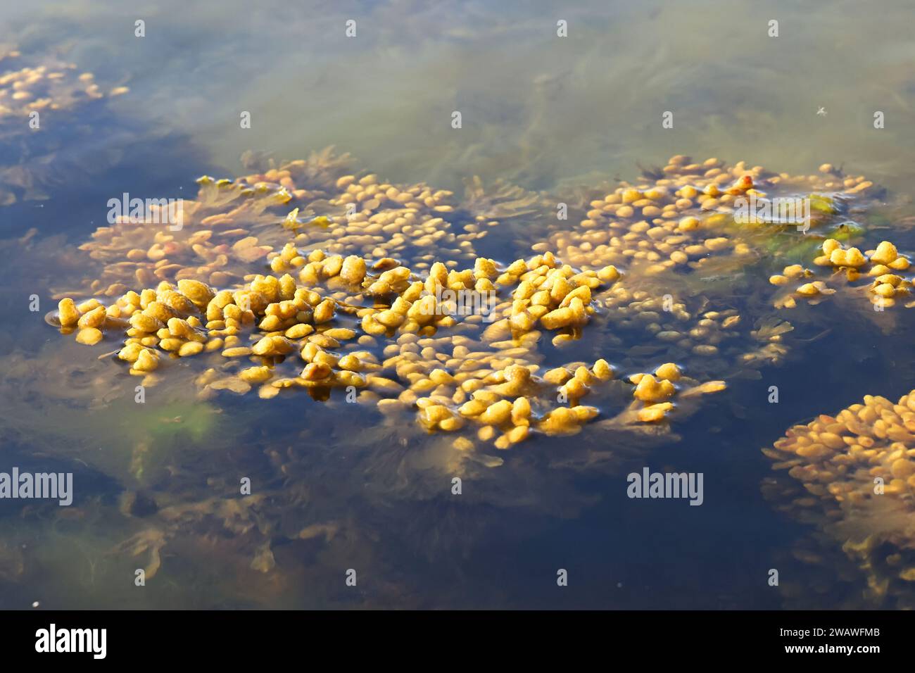 Fucus vesiculosus, noto con i nomi comuni bladderwrack, black Tang, Rocky Weed, Sea grapes, bladder fucus, quercia di mare, erba tagliata, tinture fucus, fucus rosso Foto Stock