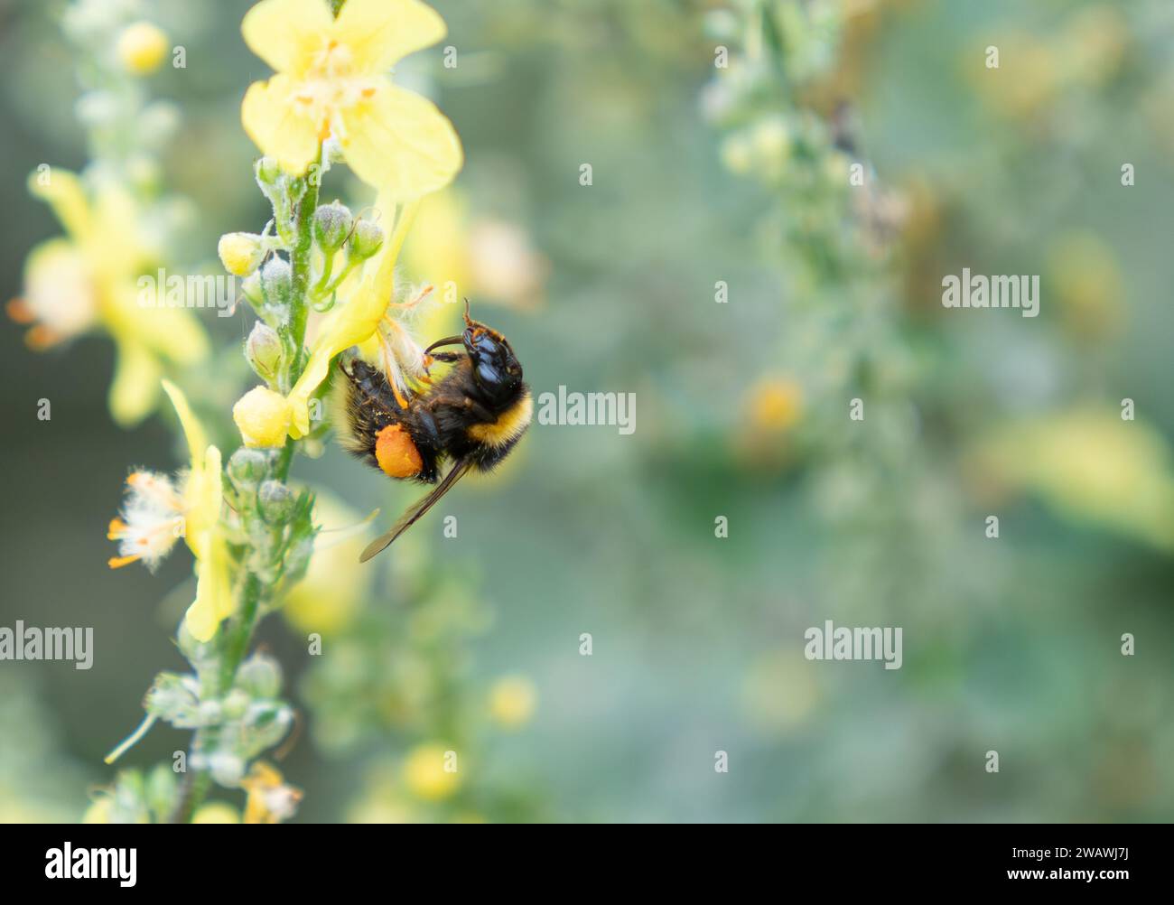 Bumble-bee raccoglie polline da fiore giallo di pianta di mulleina con sacco di polline pieno e lingua fuori in nuova Zelanda. Foto Stock