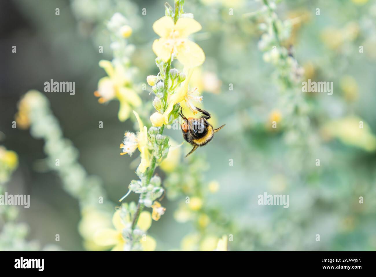 Vista frontale della testa di bombi-api mentre atterra per raccogliere il polline dal fiore giallo della pianta di mulleina con sacco di polline completo in nuova Zelanda. Foto Stock