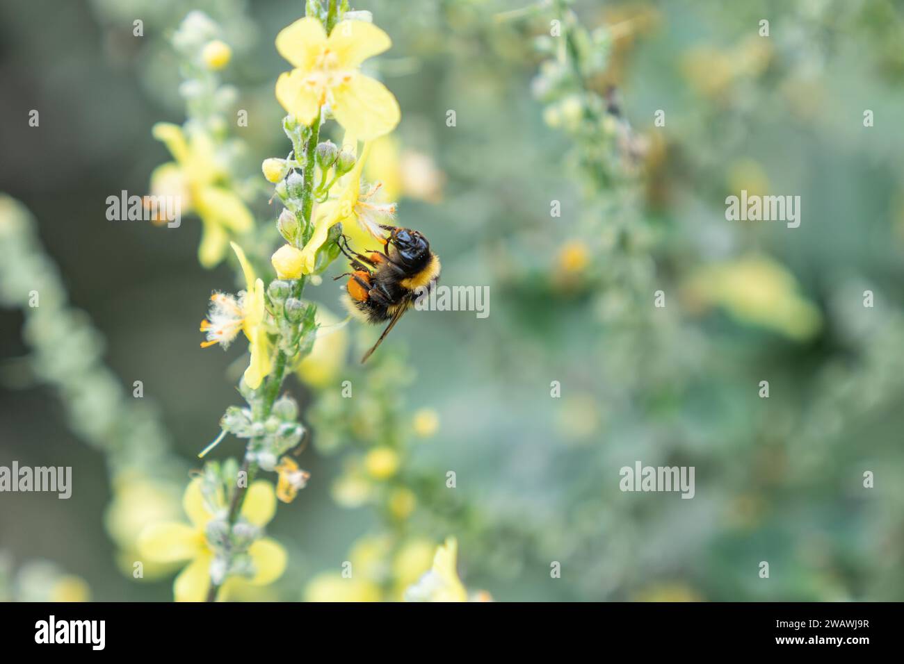 Atterraggio di Bumble-bee per raccogliere più polline dal fiore giallo della pianta di mulleina con sacco di polline completo in nuova Zelanda. Foto Stock