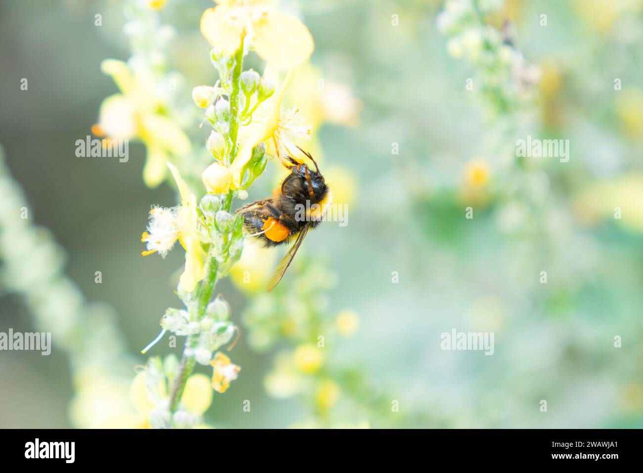 Vista laterale che mostra le gambe e le antenne sul bumble-bee raccoglie il polline dal fiore giallo della pianta di mulleina con sacco di polline completo in nuova Zelanda. Foto Stock