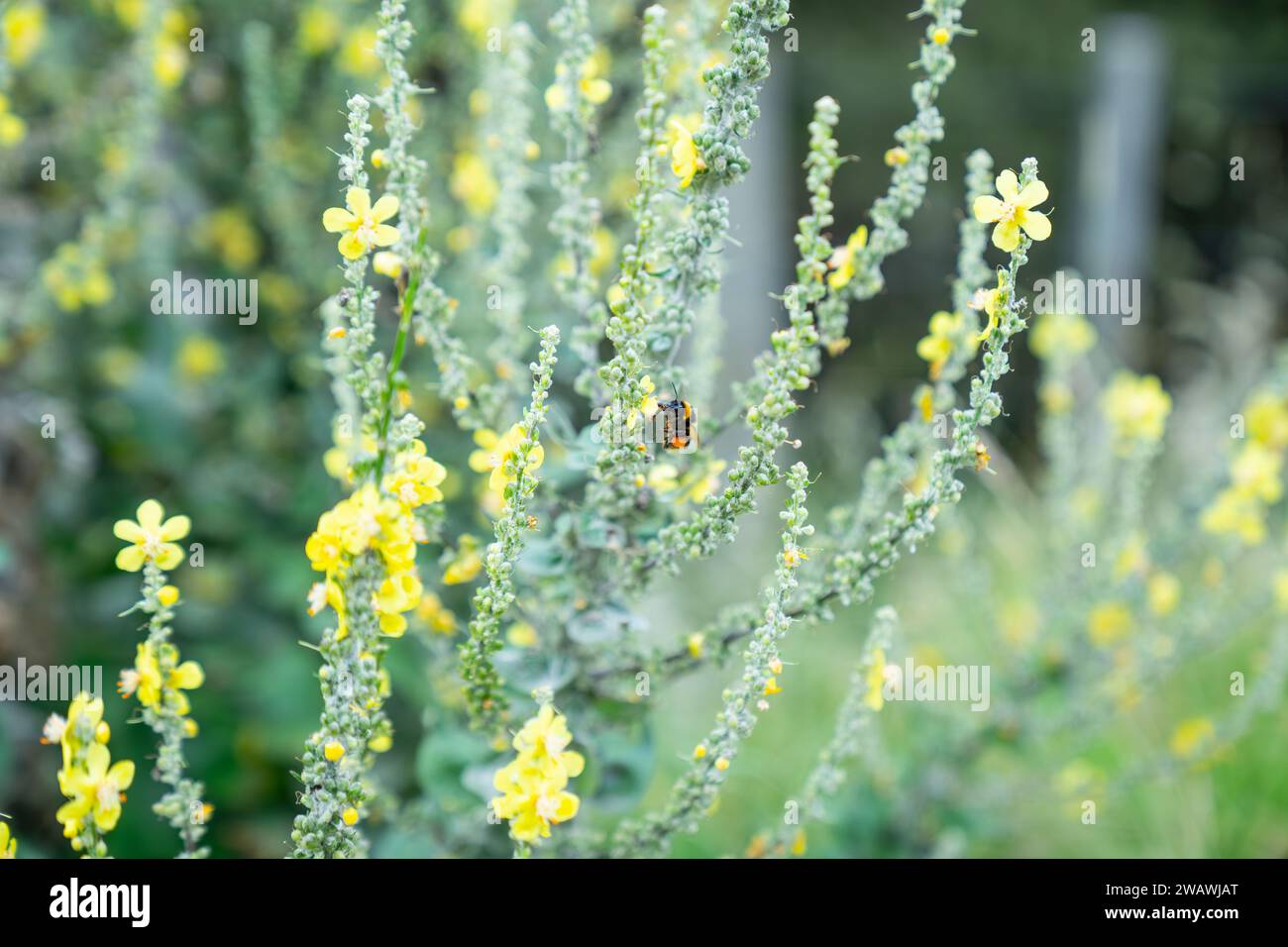 Bumble-bee che si libra con polline di fiore giallo di pianta di mulleina con sacco di polline pieno in nuova Zelanda. Foto Stock