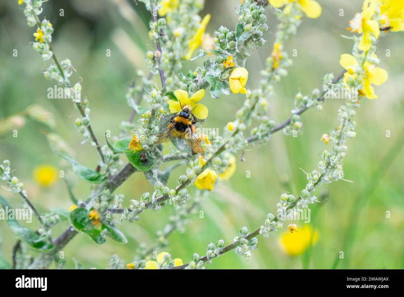 Schema alare su bombi-api come raccoglie il polline dal fiore giallo della pianta di mulleina con sacco di polline pieno in nuova Zelanda. Foto Stock