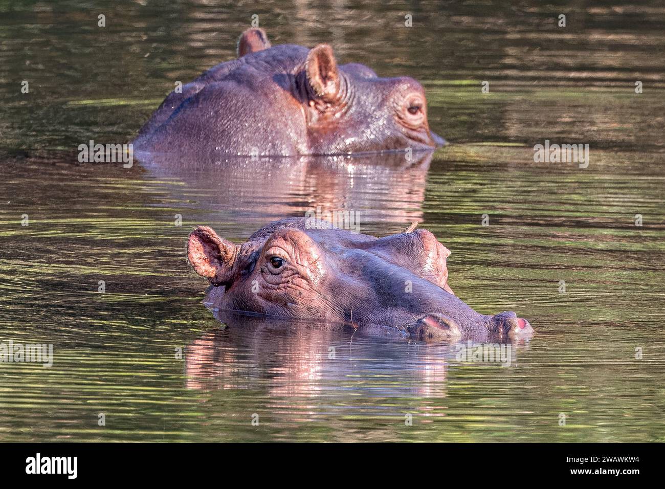 Hippopotamus, fiume Bua, riserva naturale di Nkhotakota, Malawi Foto Stock