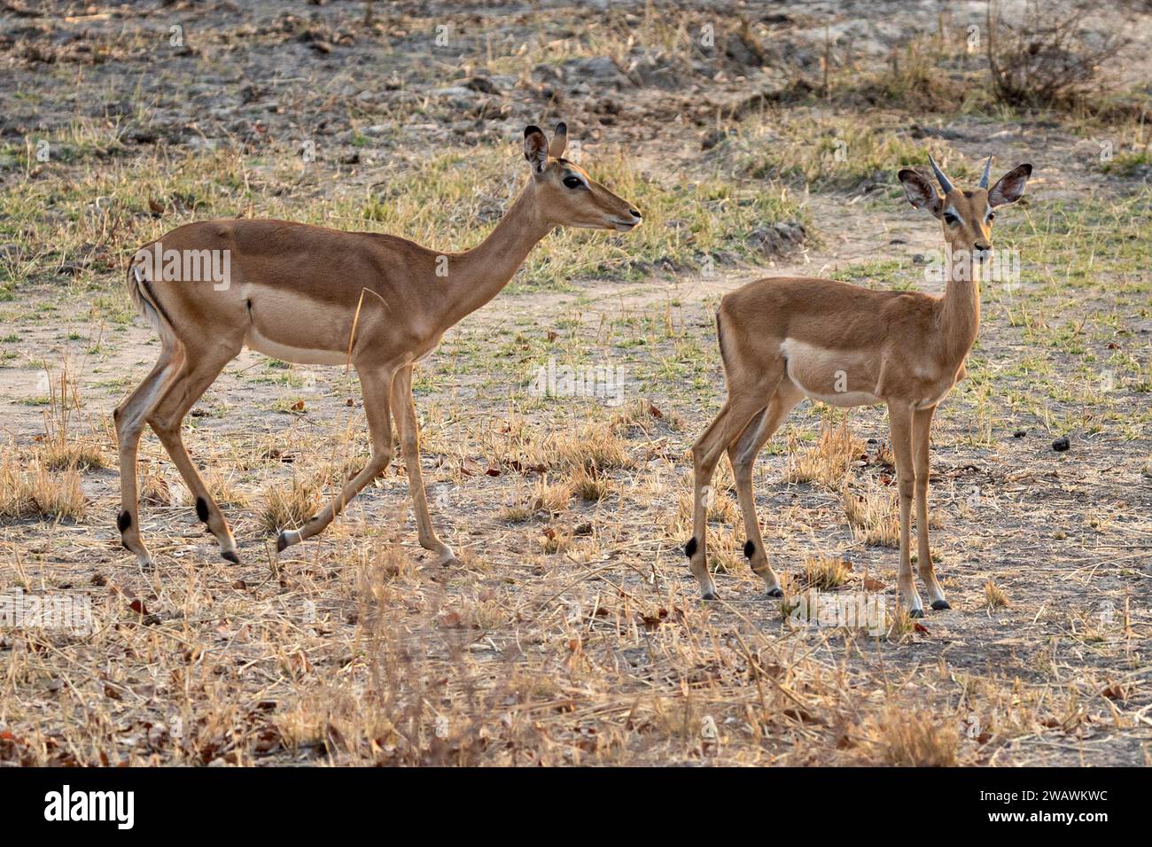 Impala, donna e giovane maschio, crepuscolo, Parco Nazionale Liwonde, Malawi Foto Stock