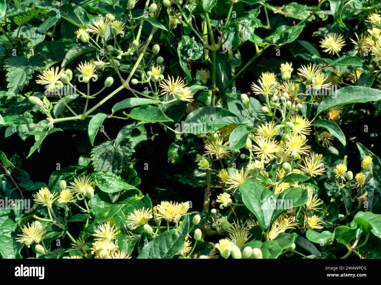 Barba del vecchio o gioia del viaggiatore Clematis vitalba con fiori che crescono in una siepe Foto Stock