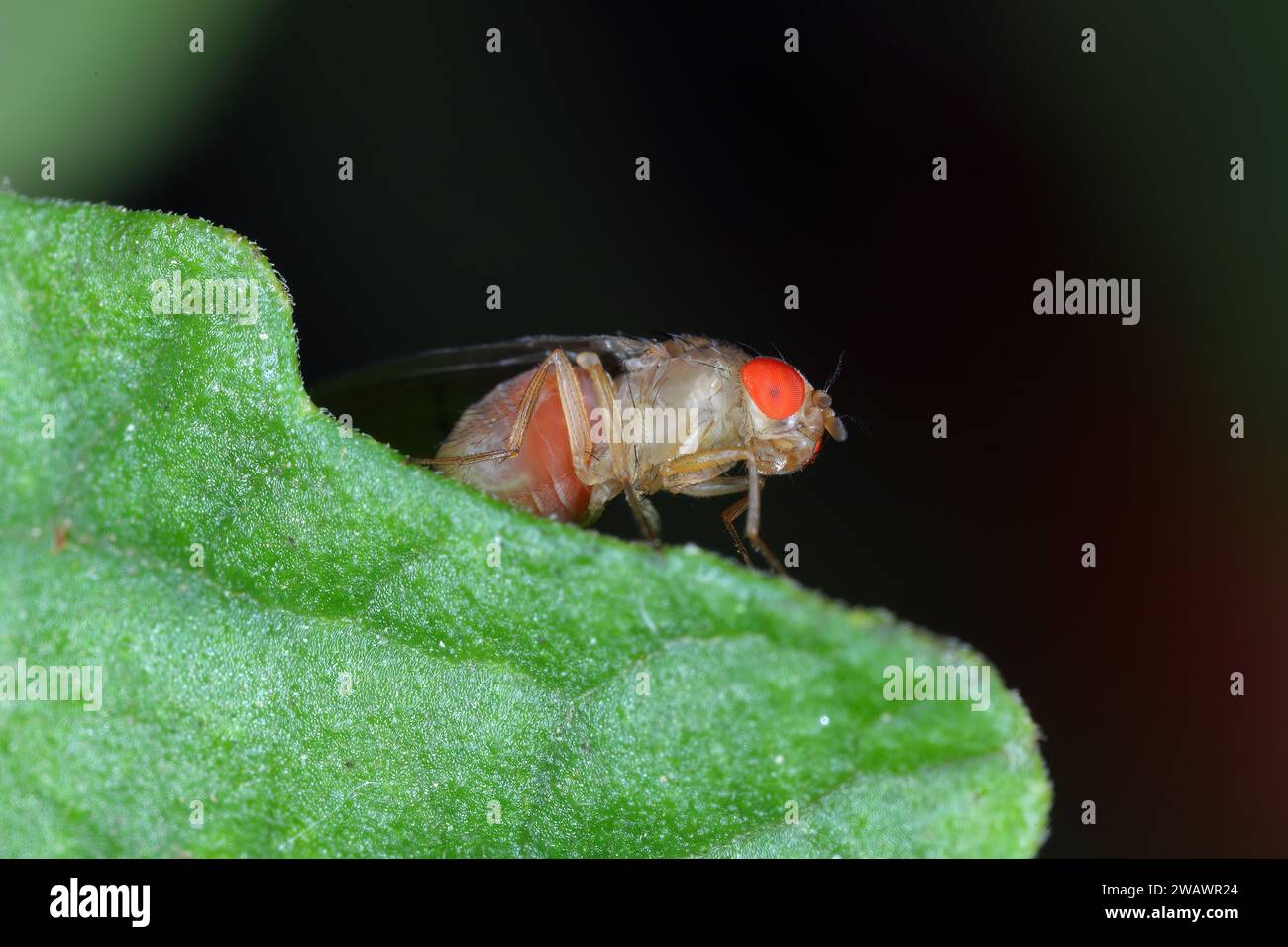 Cherry drosophila chiamata anche drosophila ad ala maculata (Drosophila suzukii). Parassita economicamente importante di vari frutti. Foto Stock