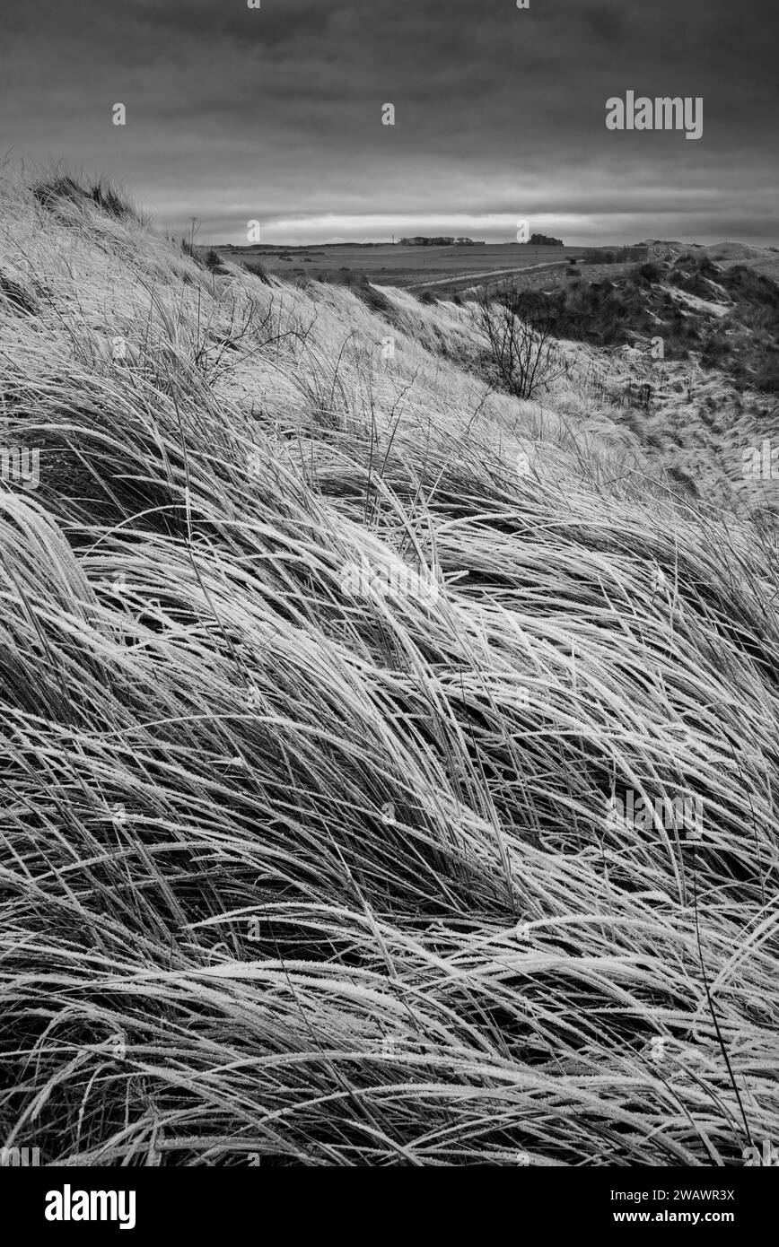 Splendido paesaggio invernale bianco e nero con rara erba ghiacciata ghiacciata sulle dune di sabbia sulla spiaggia di Northumberland in Inghilterra Foto Stock