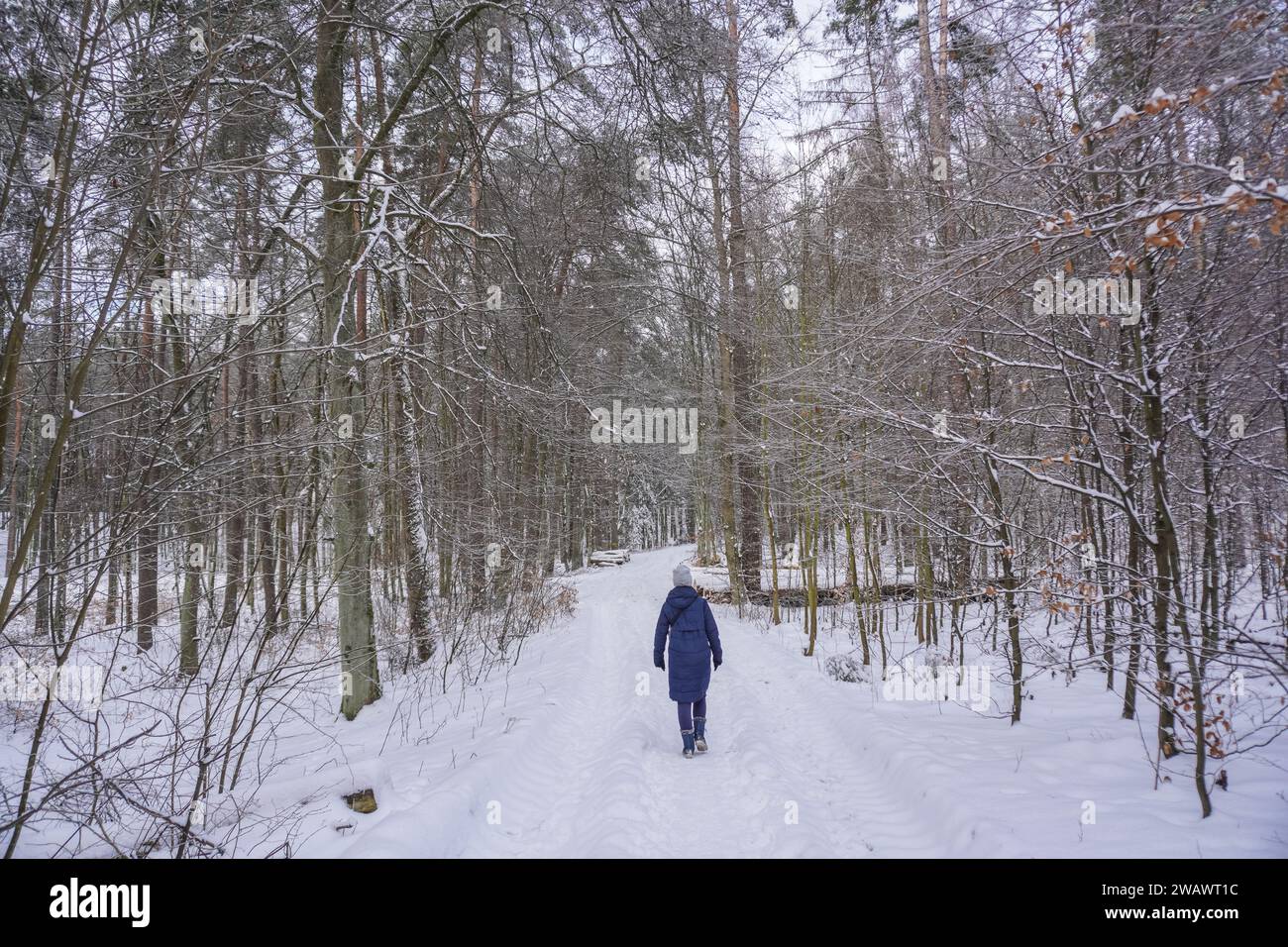 Otomin, Polonia 6 gennaio 2024 donna che cammina da sola nella foresta coperta dalla neve si vede a Otomin, Polonia il 6 gennaio 2024 credito: Vadim Pacajev/Alamy Live News Foto Stock