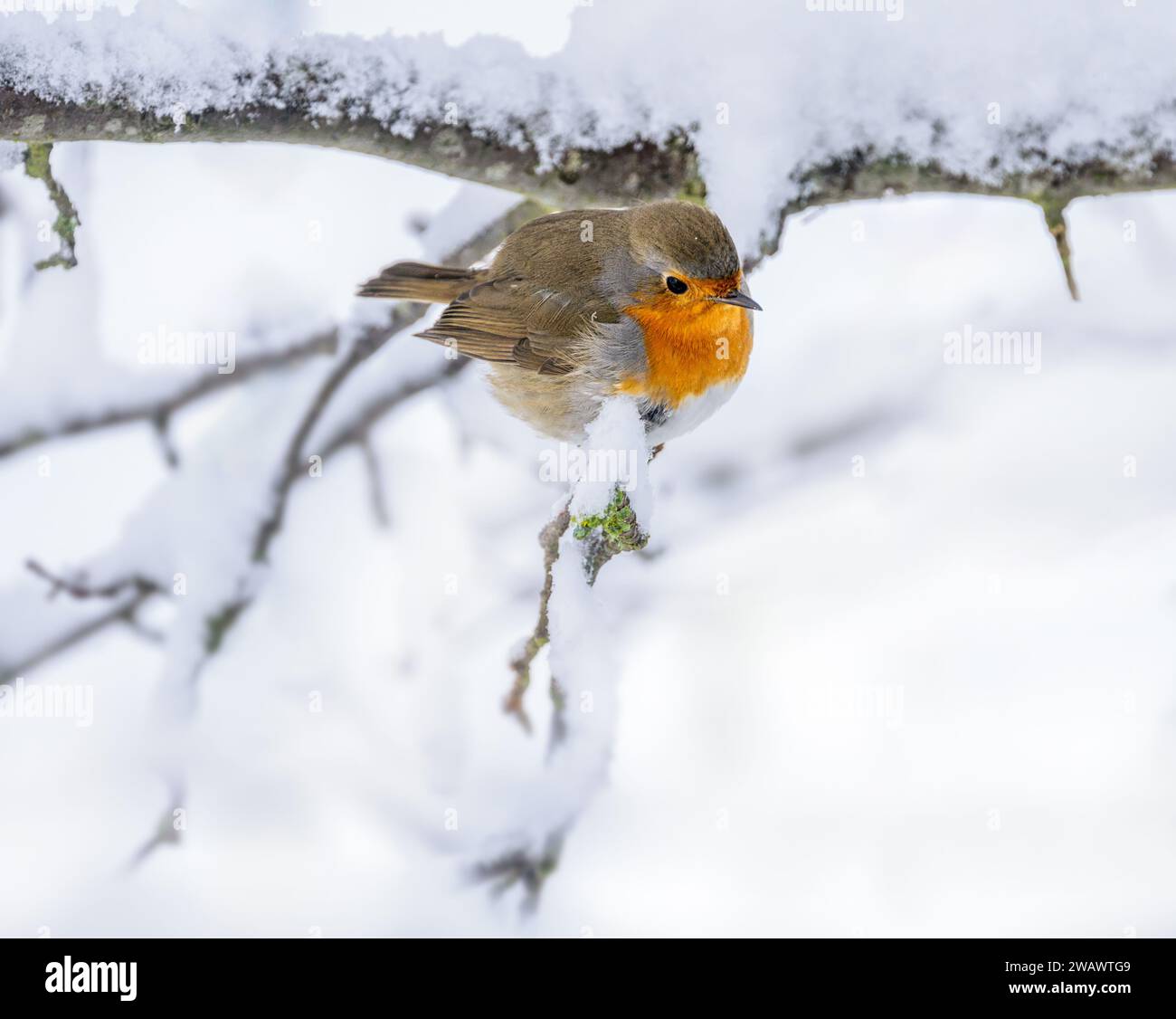Primo piano di un uccello robin seduto su un cespuglio innevato Foto Stock