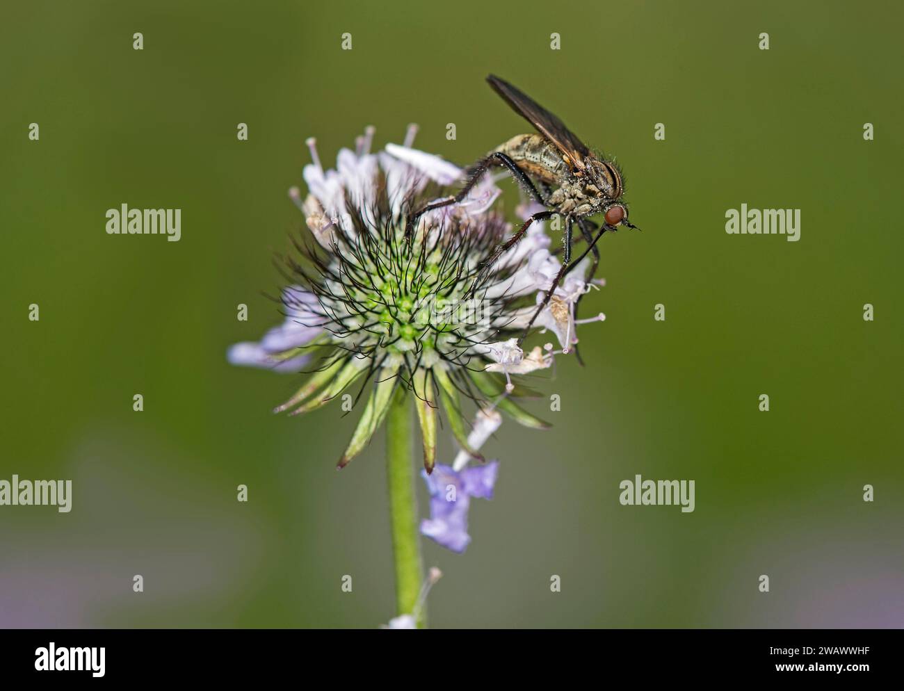 Empis tessellatav (Empis tesselata) alla ricerca di nettare su un fiore di cardo, Vallese, Svizzera Foto Stock