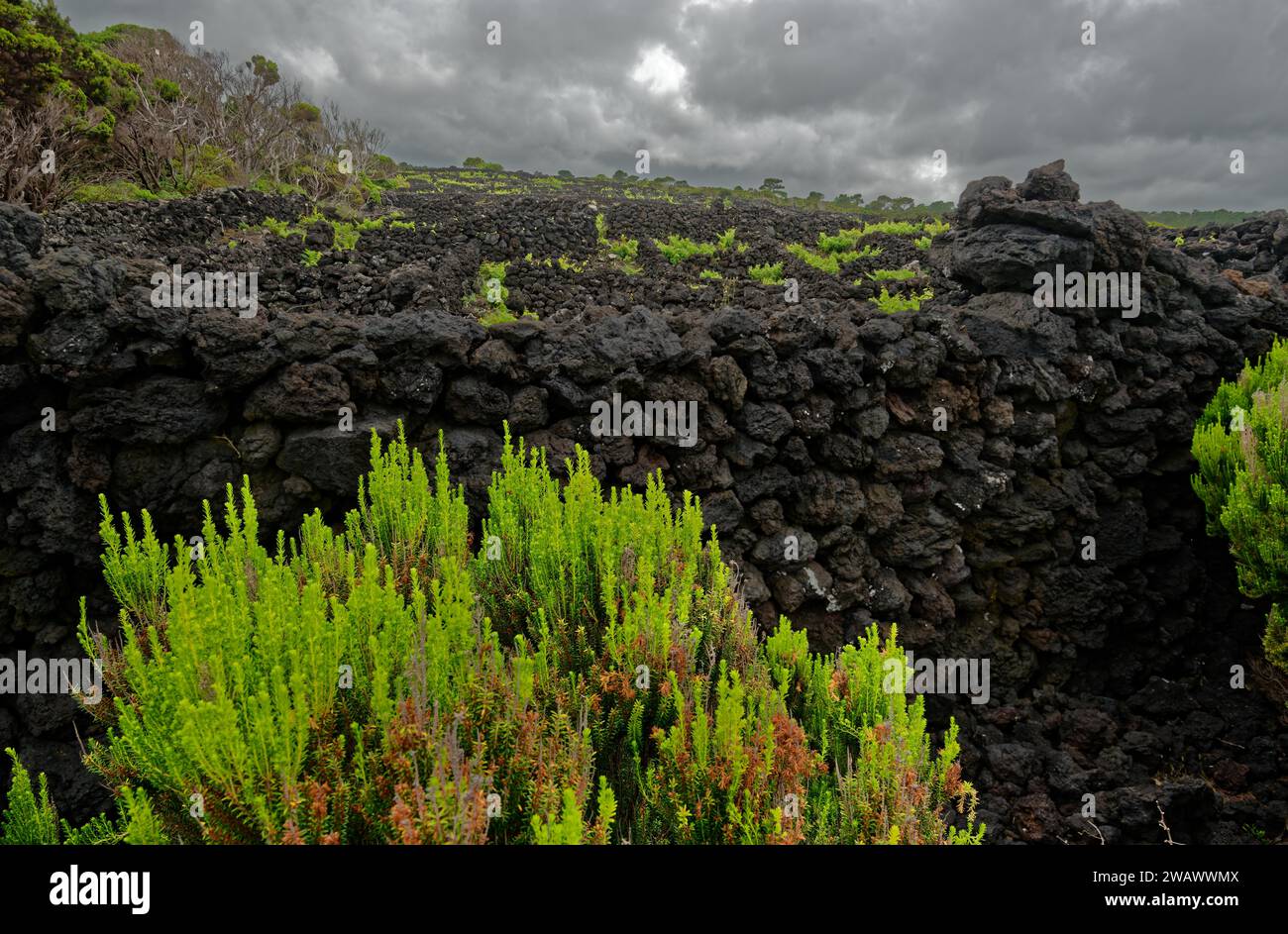 Paesaggio di pietra lavica nera con cespugli di salice verde sotto nuvole scure, costa nord, Santa Luzia, Pico, Azzorre, Portogallo Foto Stock