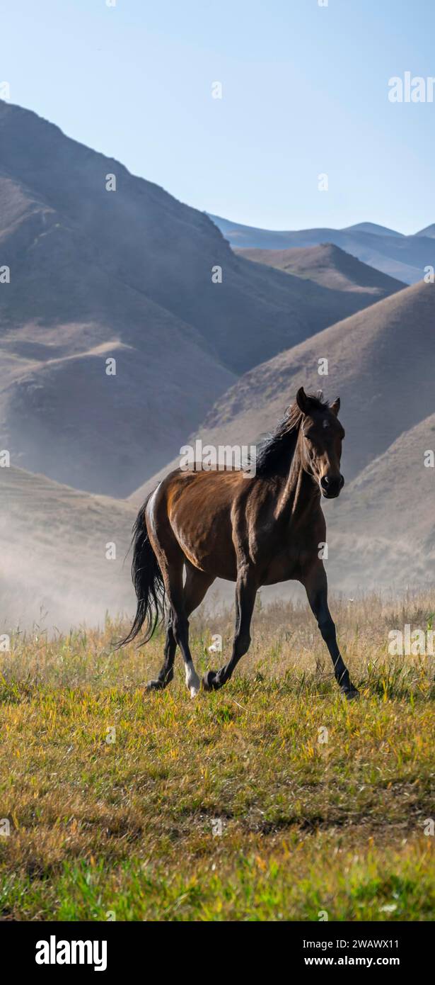 Cavallo che galoppa su una collina, montagne dietro, Kirghizistan Foto Stock
