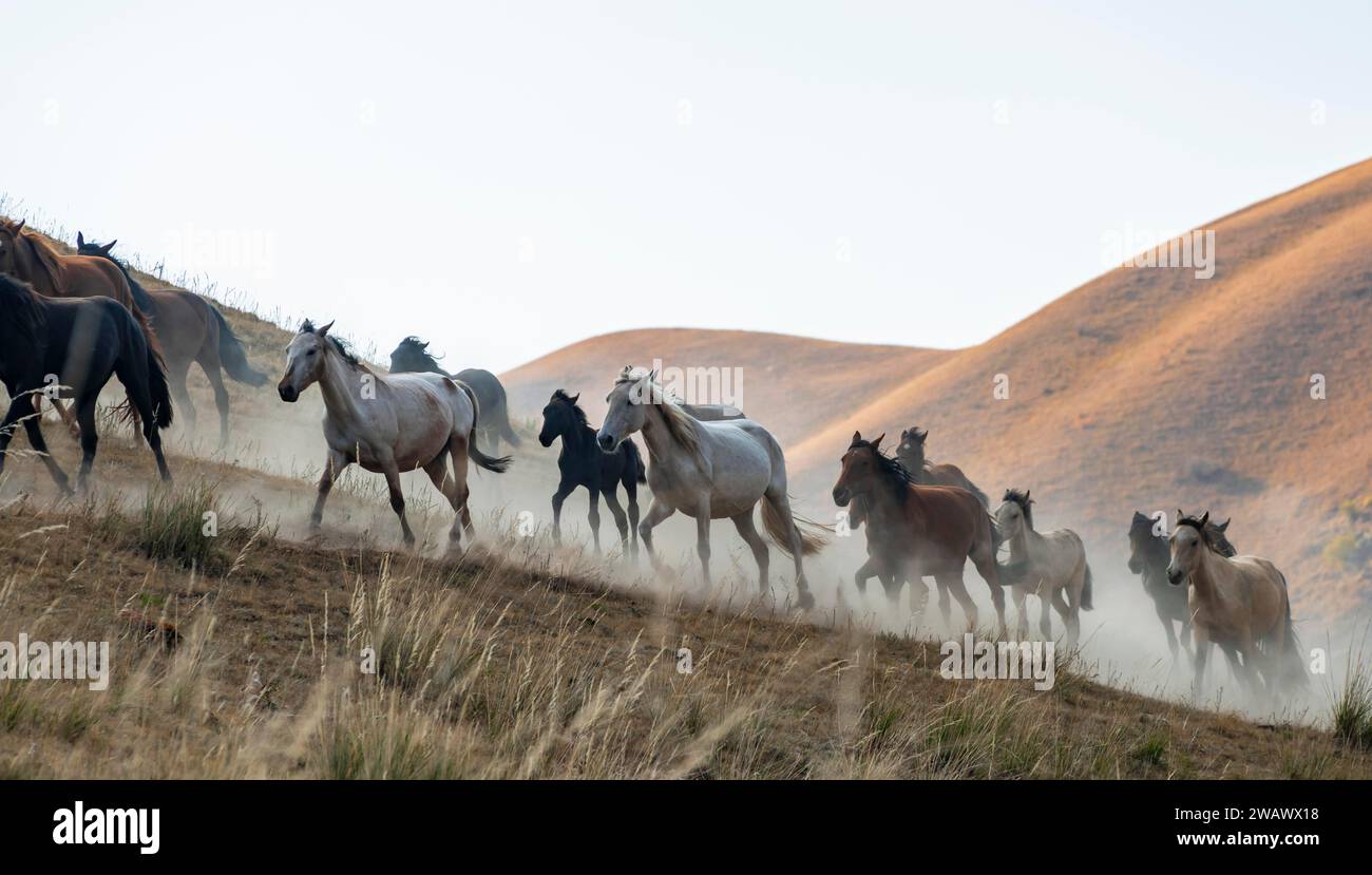 Mandria di cavalli che galoppano su una collina, in Kirghizistan Foto Stock