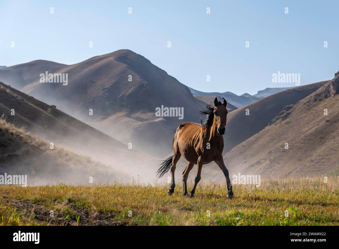 Cavallo galoppa su una collina e solleva polvere, montagne dietro, Kirghizistan Foto Stock
