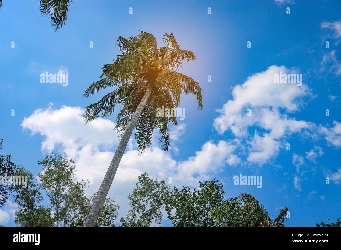 Palma da cocco con noci mature pesanti contro il cielo blu. Pericolo di caduta di noci di cocco. Foto Stock