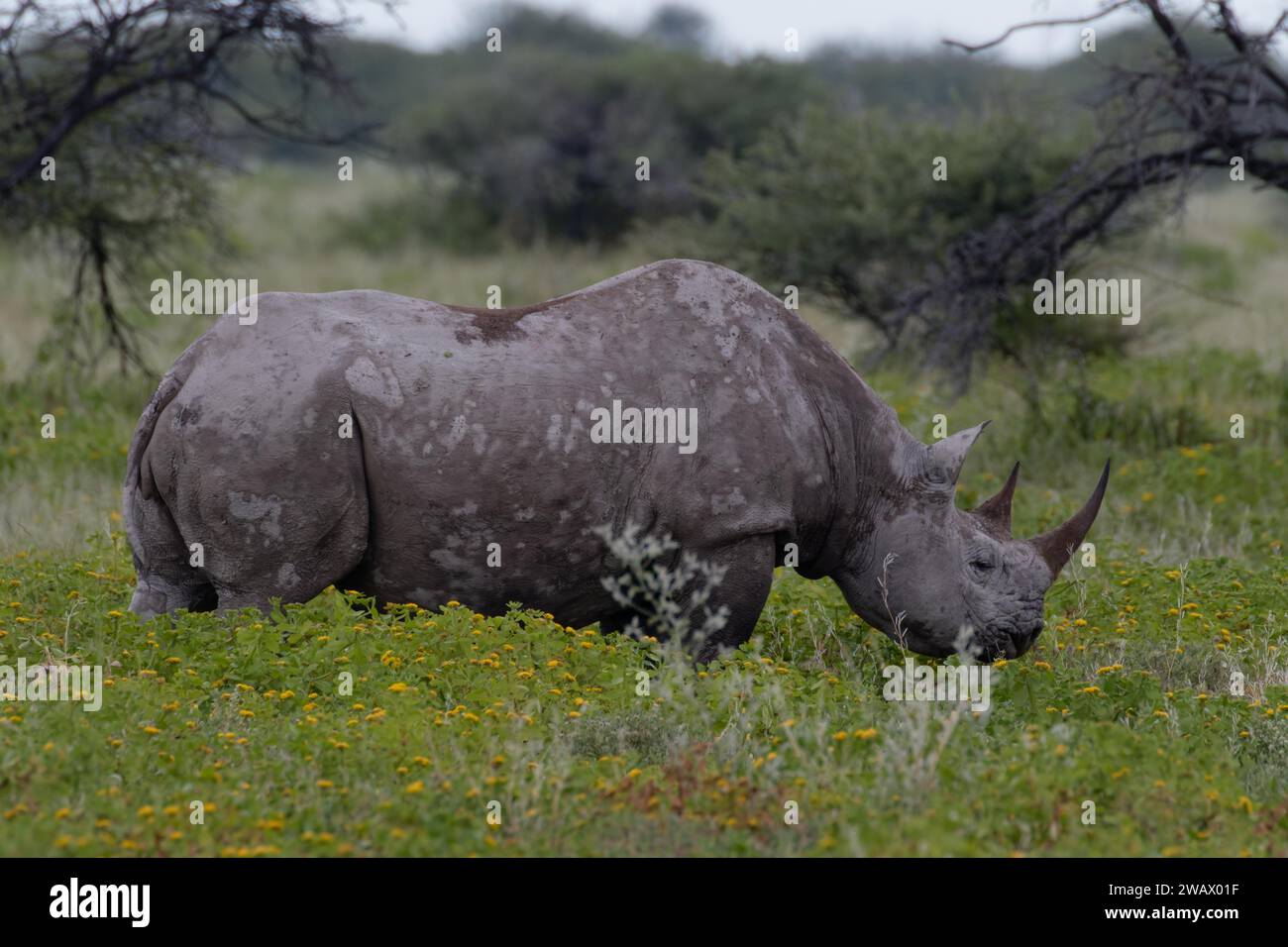 Un rinoceronte si trova ancora nel suo habitat naturale, Safari, fauna selvatica, Parco Nazionale di Etosha, Namibia Foto Stock