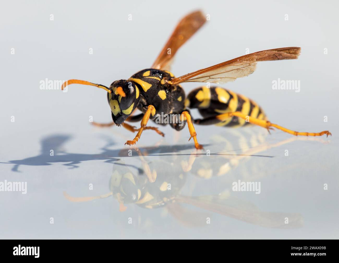 Vespa a specchio, vespa comune europea vespa tedesca o giacca gialla tedesca isolata su sfondo bianco in Vespula Vulgaris latino o Germanica Foto Stock