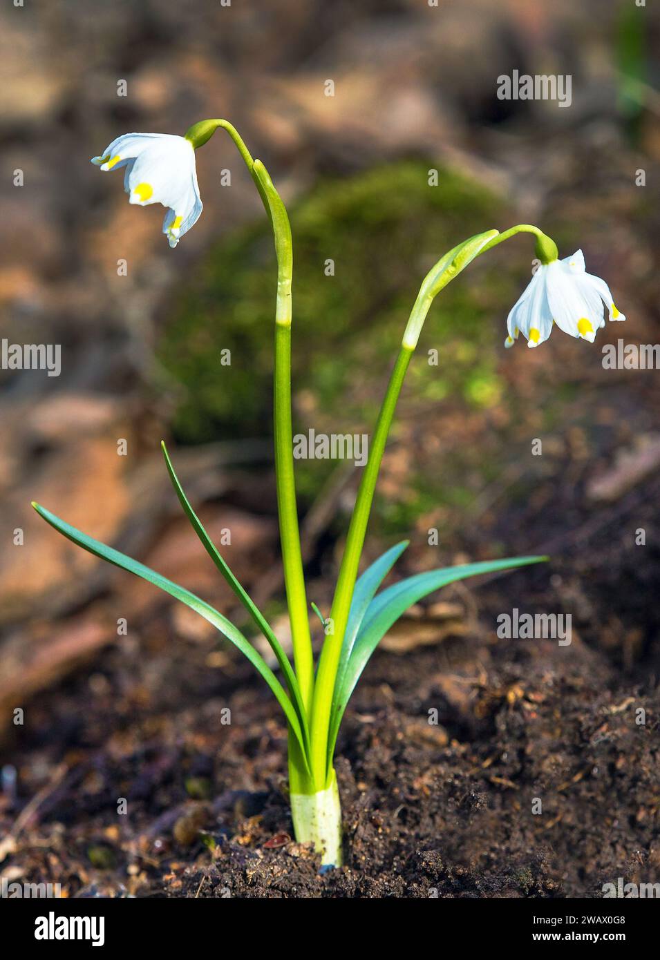 fiori primaverili di fiocchi di neve in latino leucojum vernum Foto Stock