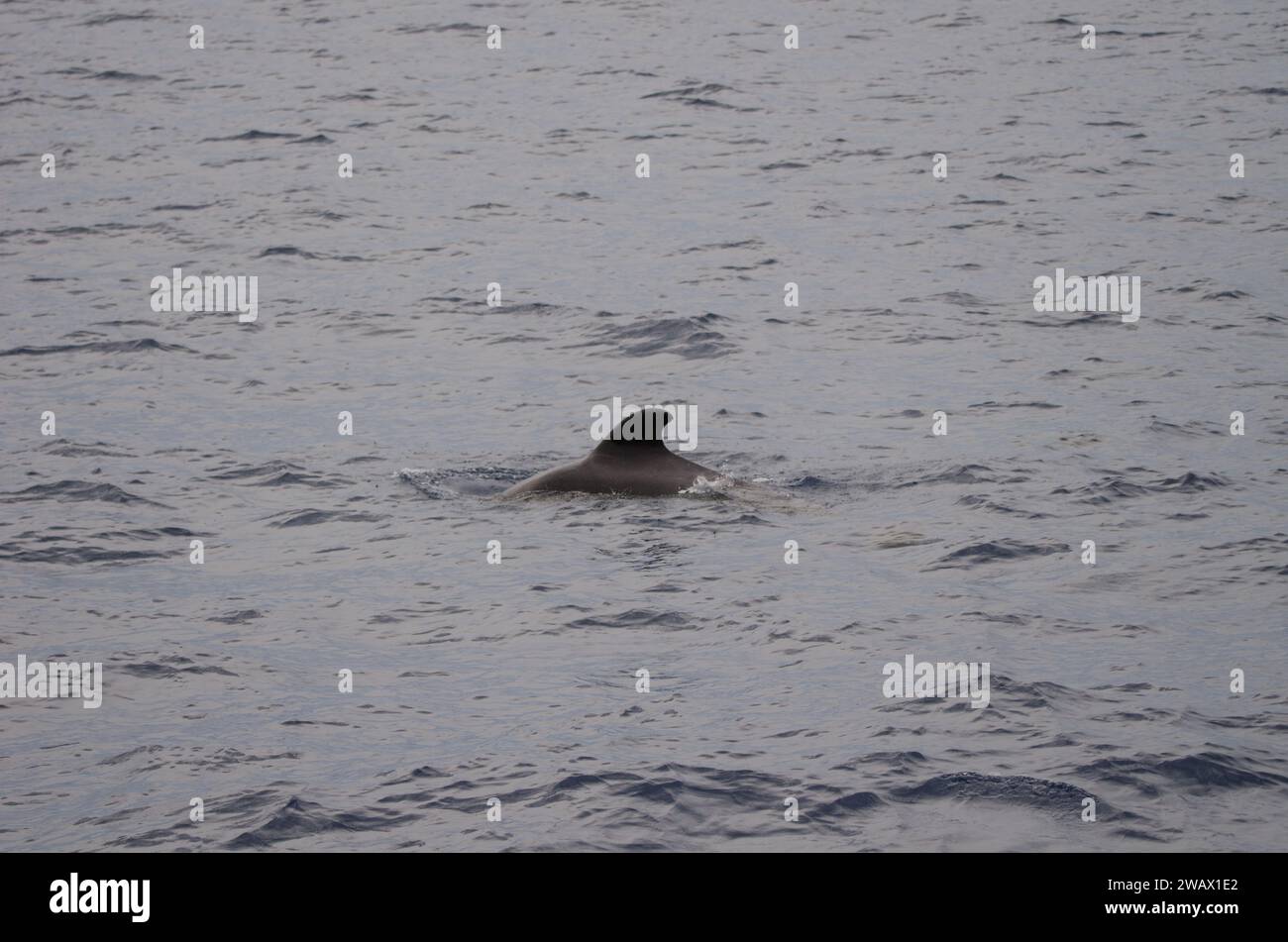 Balena pilota a becco corto Globicephala macrorhynchus. Oceano Atlantico. Isole Canarie. Spagna. Foto Stock