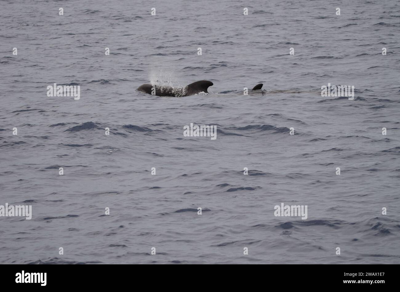 Balene pilota a becco corto Globicephala macrorhynchus. Oceano Atlantico. Isole Canarie. Spagna. Foto Stock