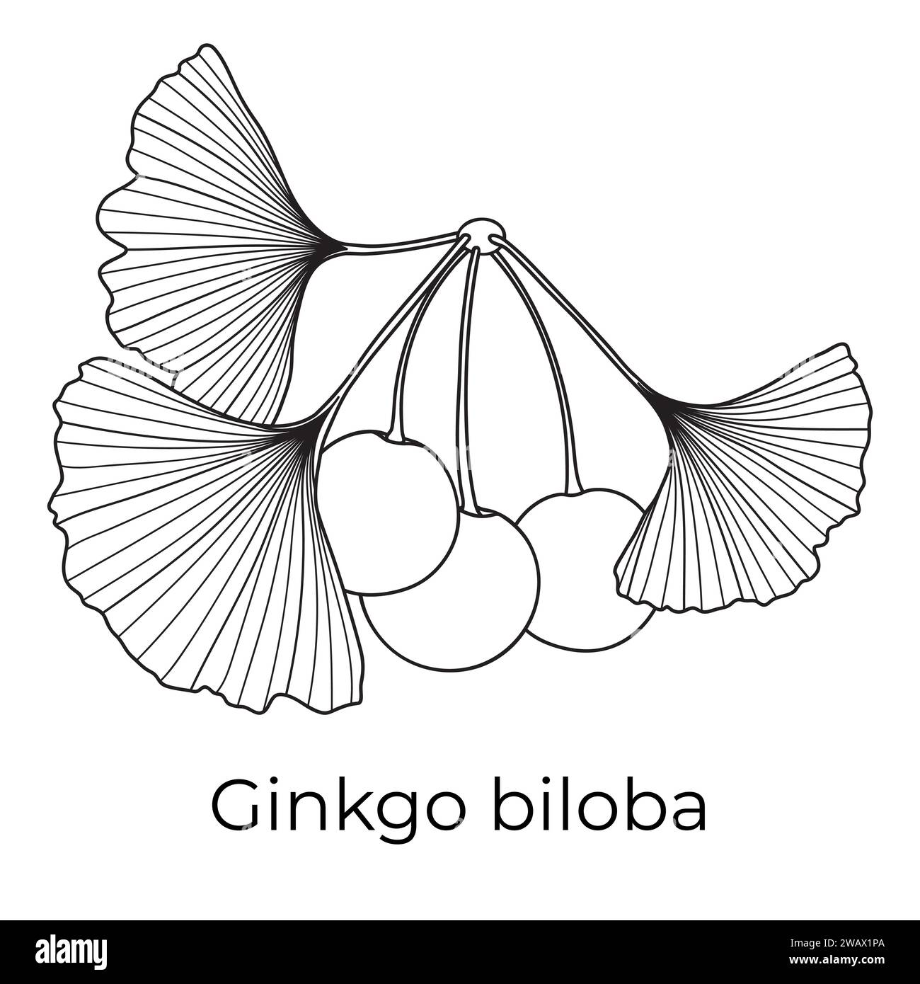 Foglie di ginkgo biloba e frutta, illustrazione botanica vettoriale. Profilo cinese del ramo dell'albero di ginkgo, pagina del libro da colorare. Illustrazione Vettoriale