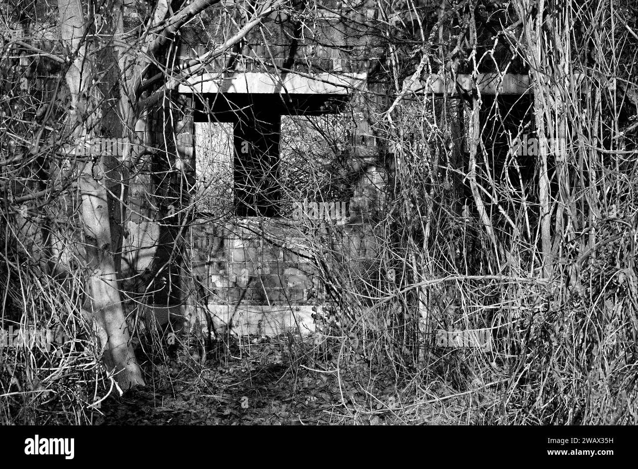 Un'immagine in bianco e nero di un edificio abbandonato avvolto da alberi sovradimensionati e fitte fogliame Foto Stock