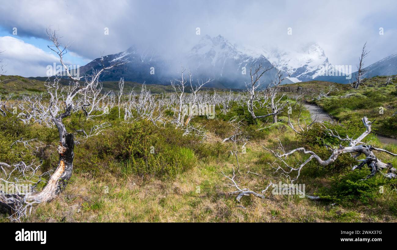 Dead Trees from Fire Damage, Parco Nazionale Torres del Paine, Cile Foto Stock