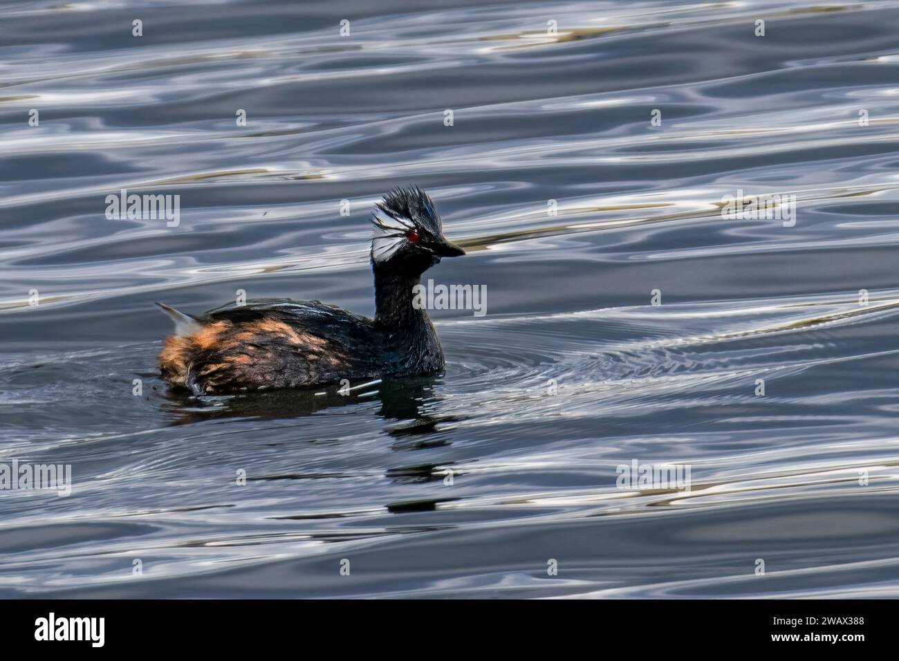 Grebe bianco ciuffato (Rollandia rolland) adulto, Cile Foto Stock