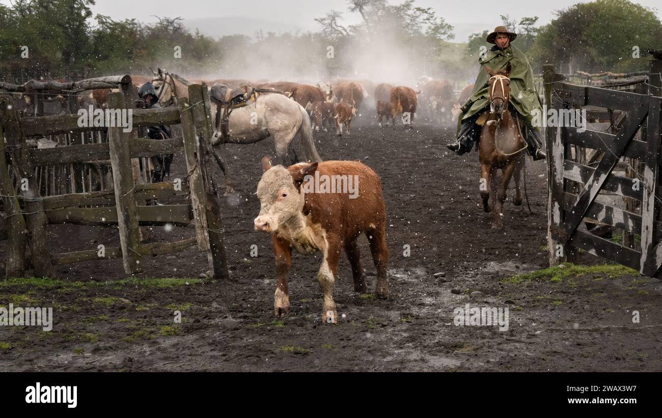 Allevamento di bestiame su un'Estancia, Patagonia, Argentina Foto Stock