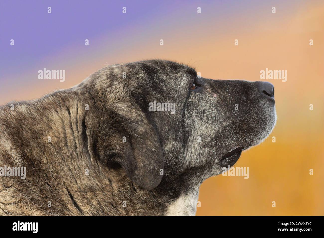 ritratto di un cane kangal su sfondo colorato fuori fuoco; primo piano sulla testa dell'animale; questi cani sono ottimi pastori guardiani contro i lupi a. Foto Stock