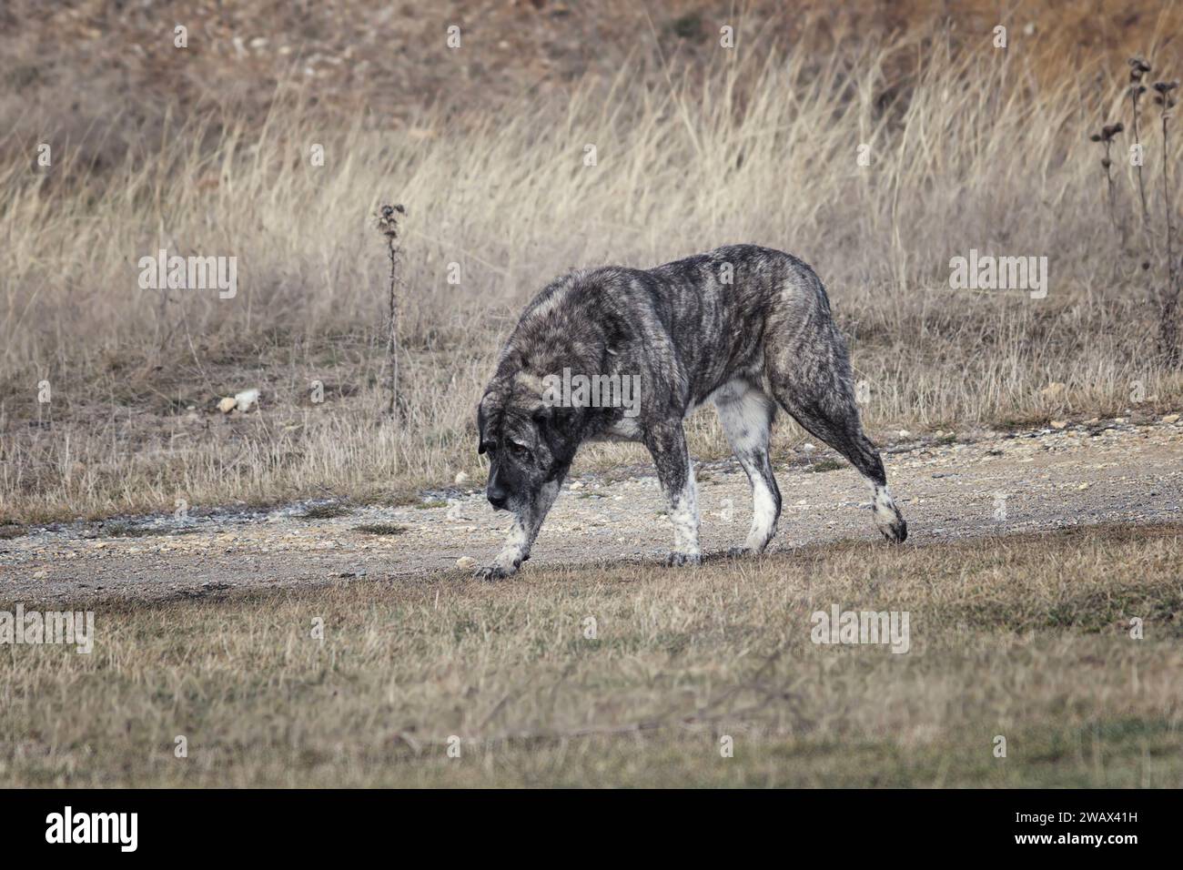 cane pastore kangal che cammina vicino alla fattoria; questo è un guardiano molto potente, che non lascia che lupi e orsi si avvicinino alle pecore Foto Stock