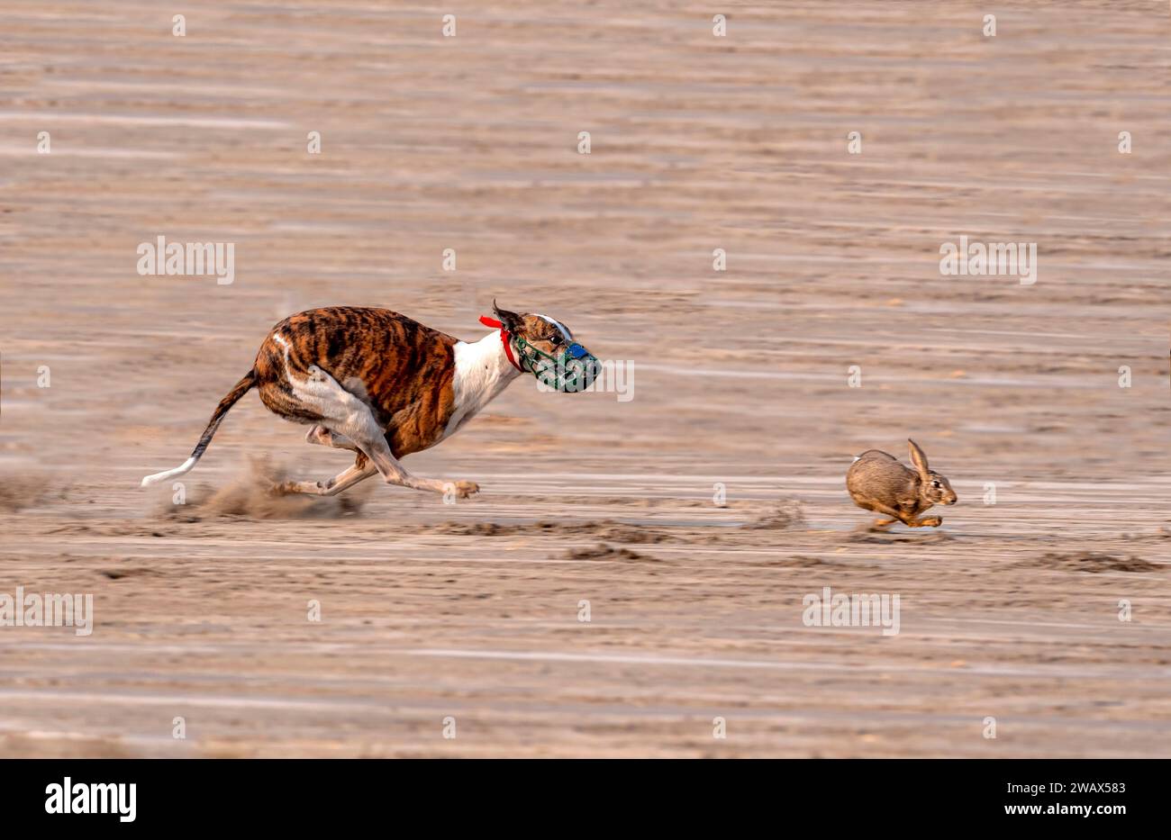 greyhound derby race con lepre dal vivo Foto Stock