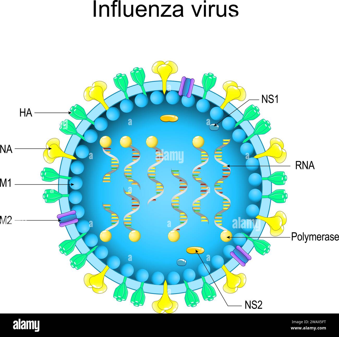 Struttura del virus dell'influenza. Primo piano dell'anatomia di un virione. ingrandito del virus influenzale. Diagramma vettoriale Illustrazione Vettoriale