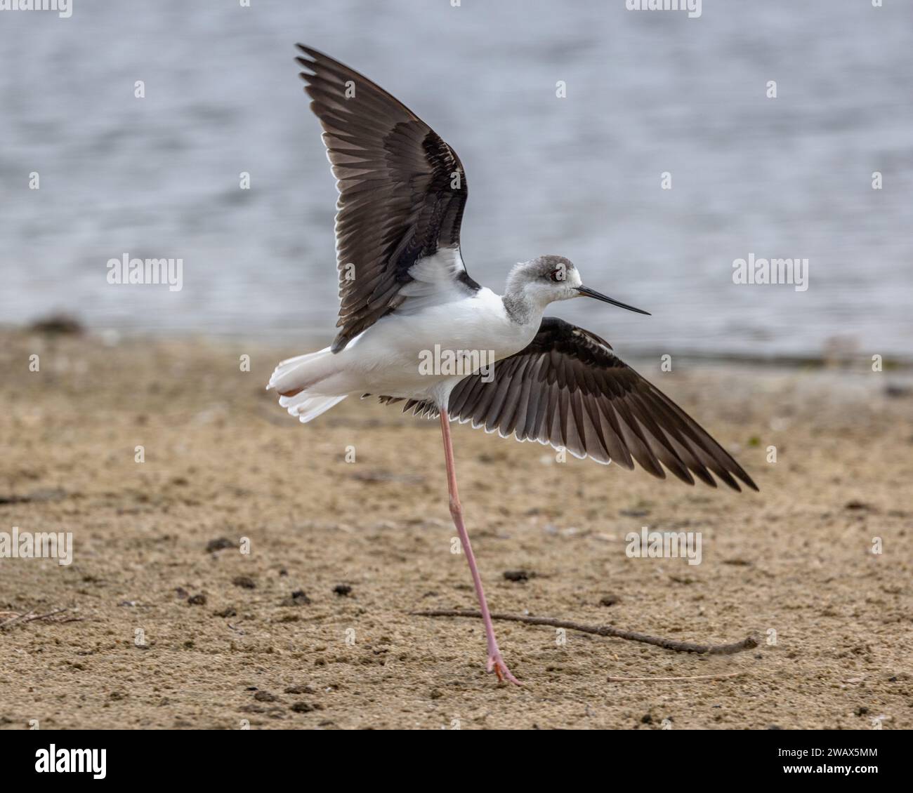Pied Stilt o Stilt dalla testa bianca (Himantopus leucocephalus), giovane uccello sorpreso da un uccello che passa e che sembra una ballerina! Sydney, Australia. Foto Stock