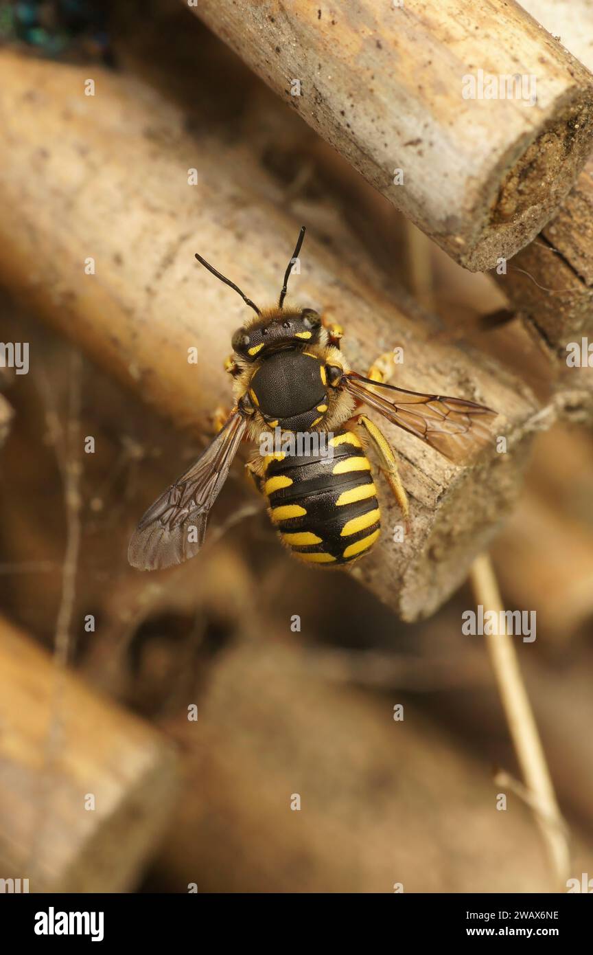 Primo piano dorsale naturale su un'ape carder europea di lana femminile, Anthidium manicatum su un bastone di bambù Foto Stock
