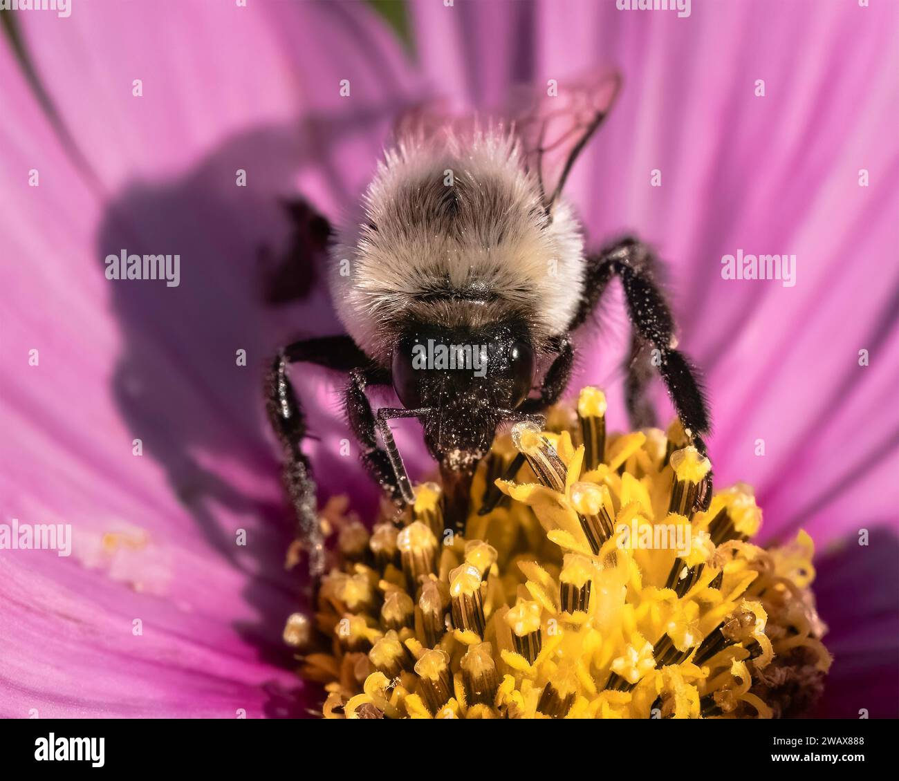 Una femmina Bombus impatiens Common Eastern Bumble Bee che impollina e si nutre di un fiore di zinnia rosa. Long Island, New York, USA Foto Stock