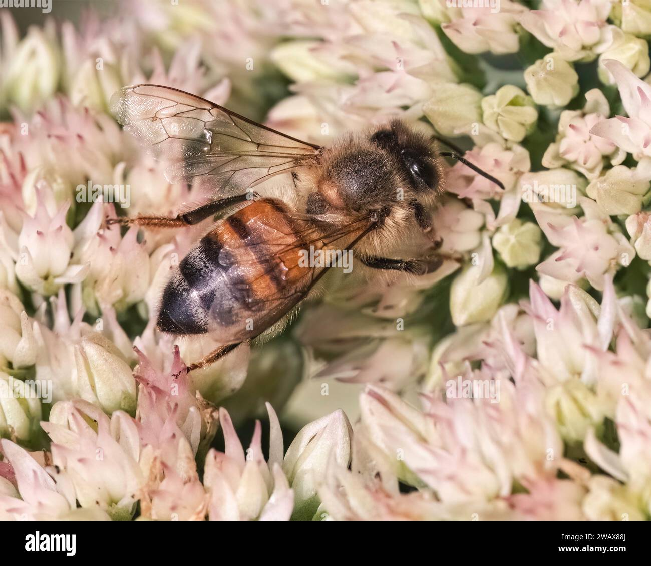 Vista posteriore di un'ape europea di miele (Apis mellifera) che impollina e si nutre di succulenti fiori di sedum bianco. Long Island, New York, USA Foto Stock
