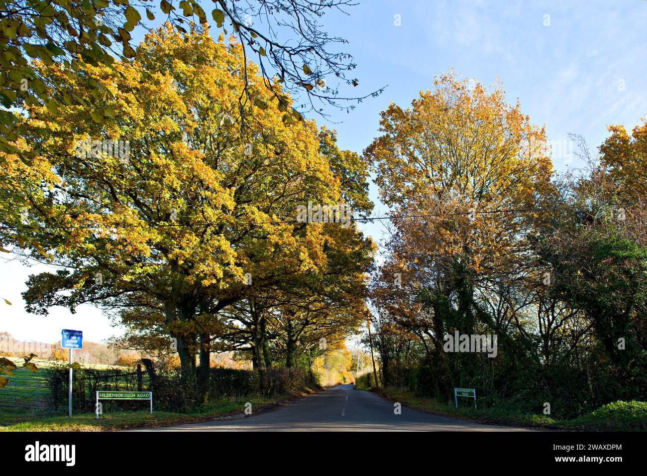 Colori autunnali nella campagna del Kentish, Inghilterra, autunno 2023 Foto Stock