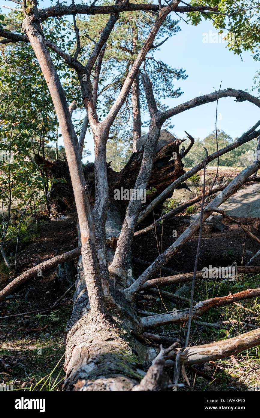 helsinki / Finlandia - 28 SETTEMBRE 2023: Primo piano di un tronco d'albero nella foresta. Un raggio di luce solare che proietta luce sul pavimento della foresta. Foto Stock