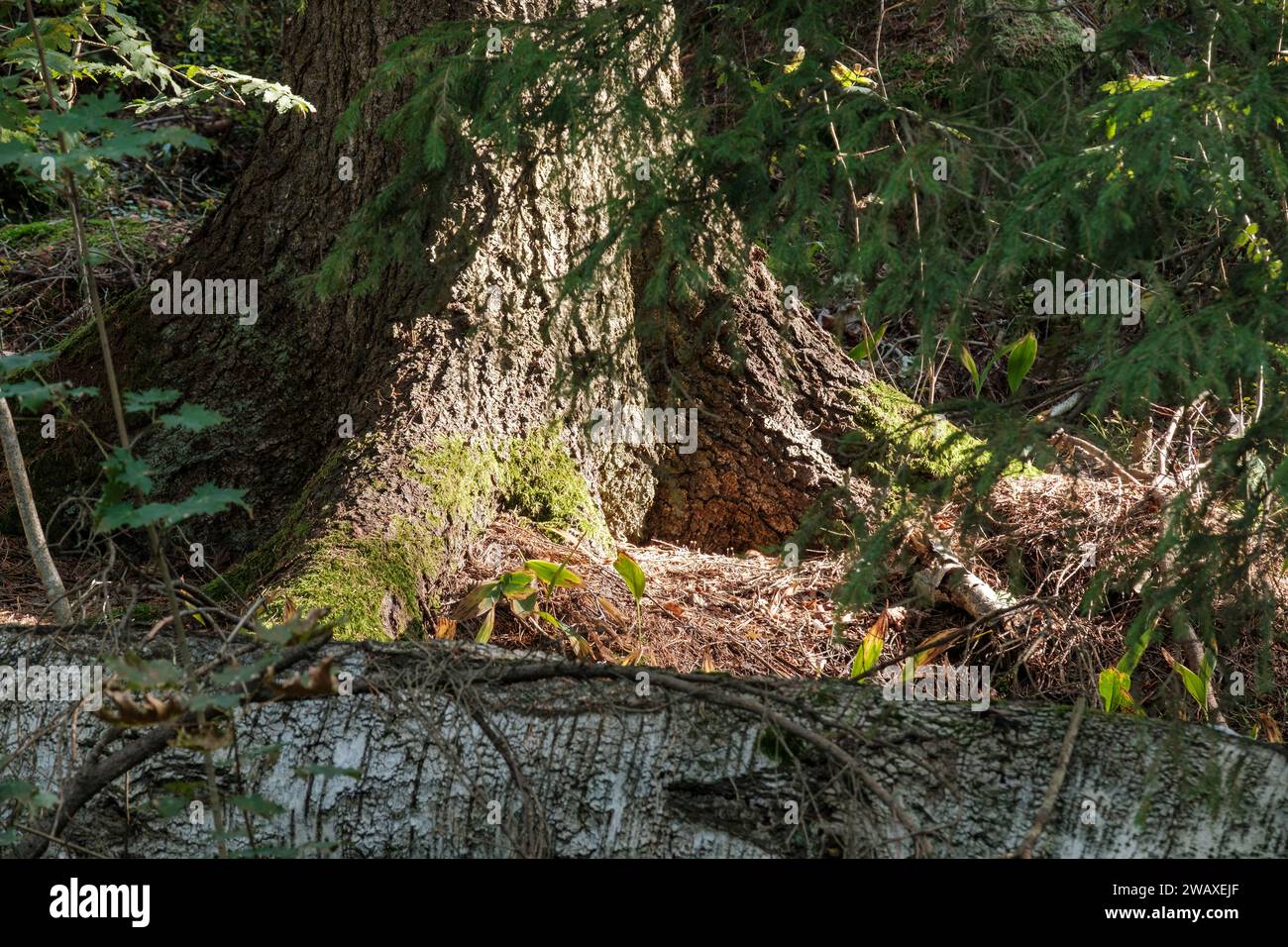 Helsinki / Finlandia - 28 SETTEMBRE 2023: Primo piano di un tronco d'albero nella foresta. Un raggio di luce solare che proietta luce sul pavimento della foresta. Foto Stock