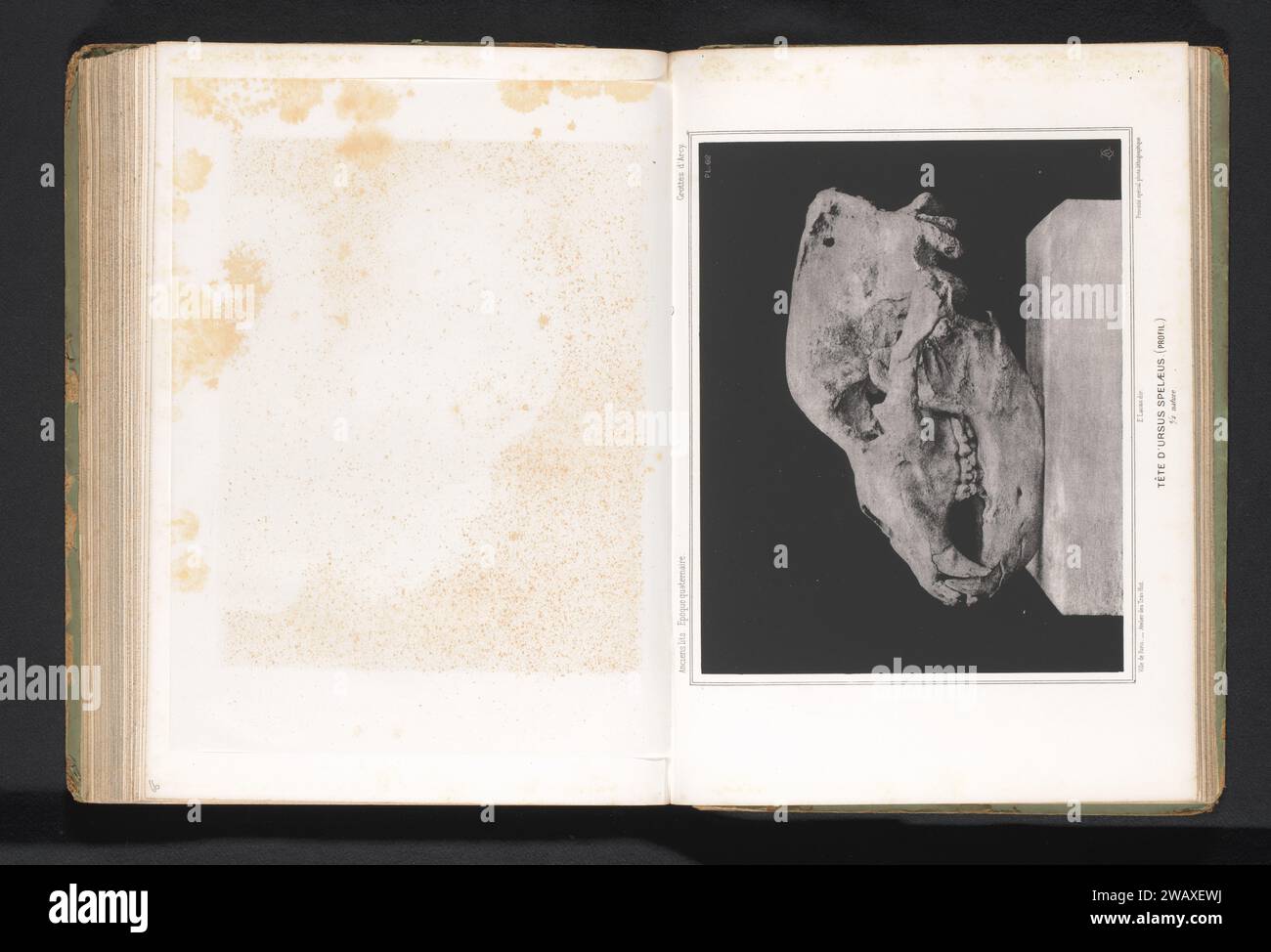 Cranio di un orso grotta, Ville de Paris (possibile), c. 1864 - in o prima del 1869 carta fotomeccanica stampa fotolitografia mammiferi (+ scheletro di un animale) Foto Stock